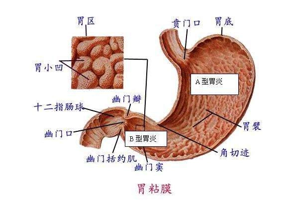 幽门窦组成结构医学应用学科胃窦中文名胃窦:胃窦是炎症,溃疡及肿瘤的
