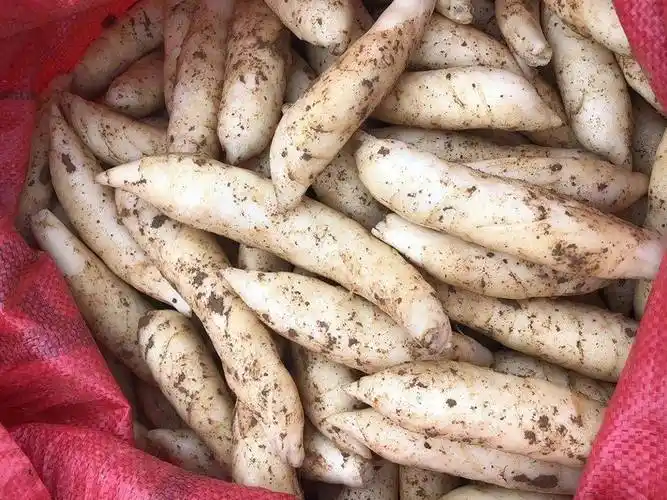 这种薯冬天种冬天收,生长期1年,打成粉40元/斤,但种植的人很少_粉条_