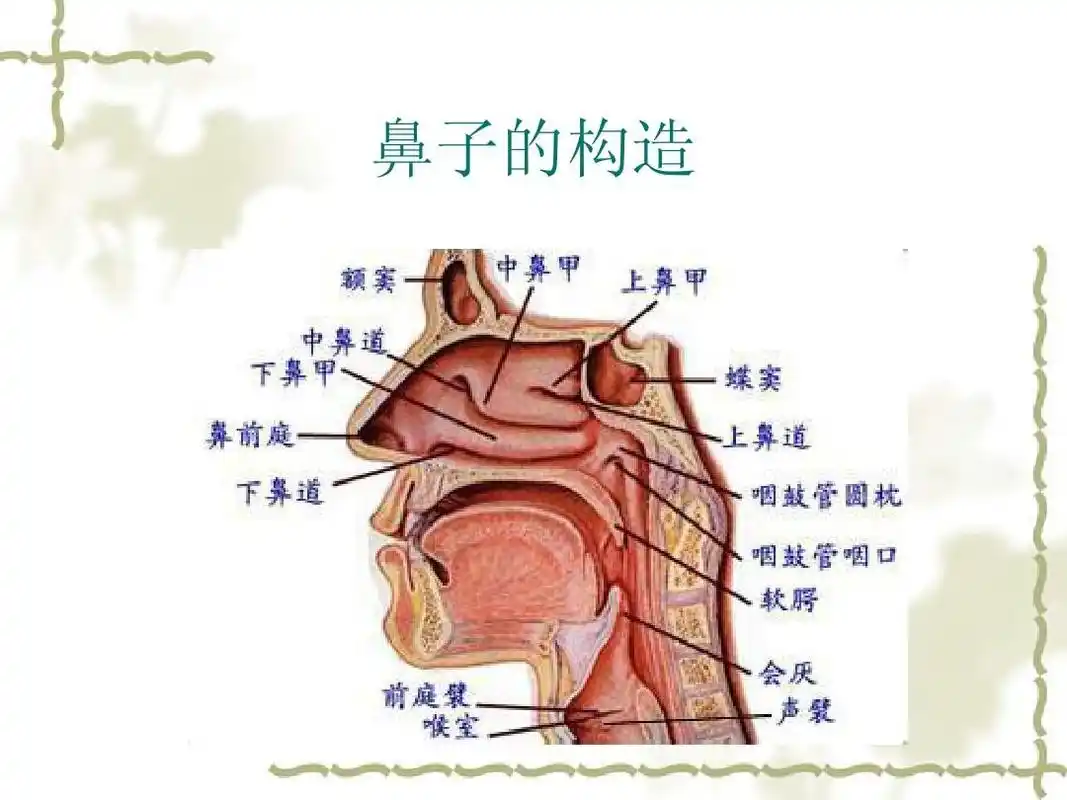 鼻子出血不要慌