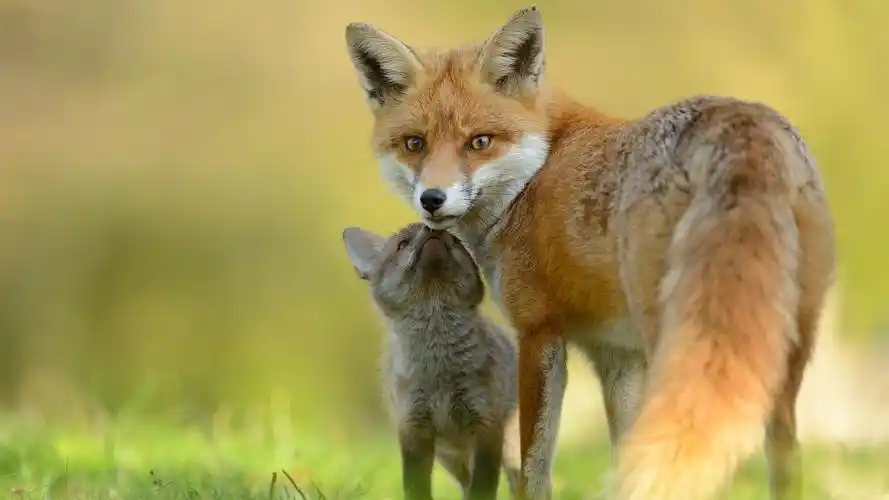 狡黠伶俐的狐狸高清壁纸