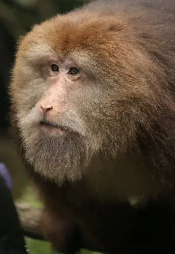 【峨眉山藏猕猴】 - 美篇