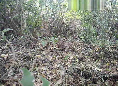 抓竹鸡视频-三农视频-搜狐视频