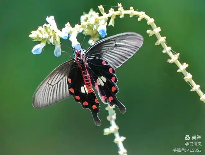 多姿多彩的红珠凤蝶 - 美篇