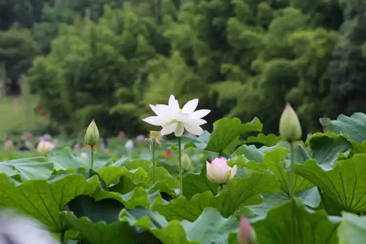 夏日荷花池