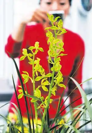 1600万的兰花 就长这个样!