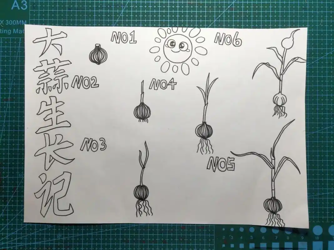 大蒜生长记画报,自然笔记 植物观察记录手抄报(可临摹),a4线稿 动动小