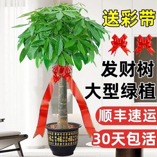 发财树盆栽室内摆客厅大型步步高招财树绿植物办公室乔迁开业花卉