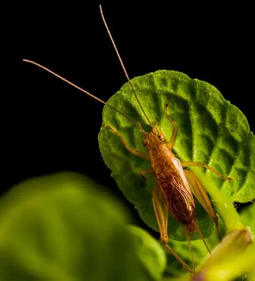 五毫米的小鲜肉——金铃子