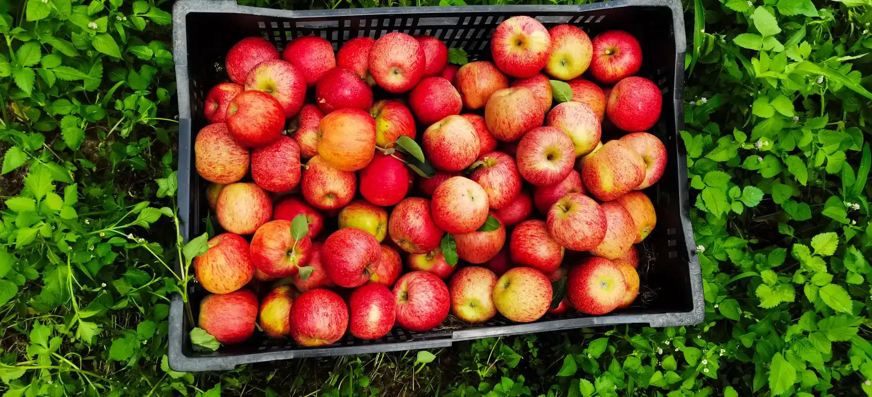 云南高原苹果,纯绿色有机肥培育又脆又甜,太好吃了