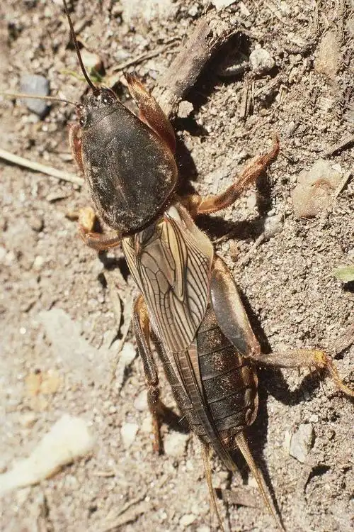华北蝼蛄(喜食植物地下部分的杂食性害虫)_尚可名片