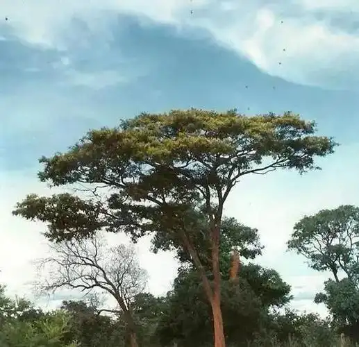 凭照片能百分之百准确辨别出血檀与小叶的是神!