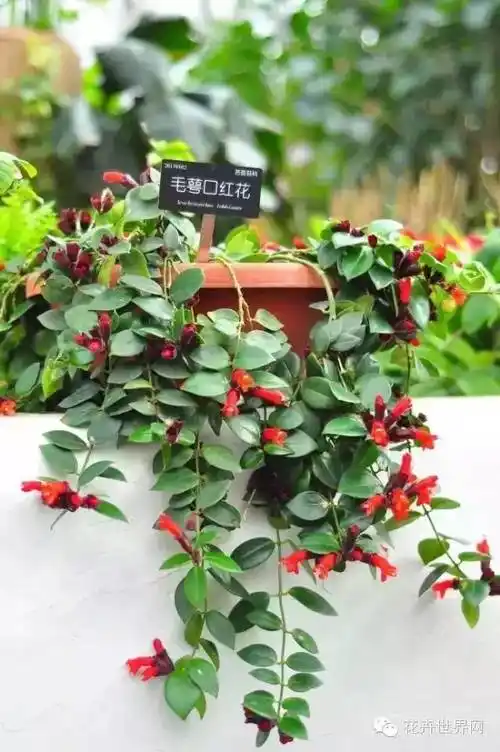 喜欢垂吊植物的小伙伴看过来