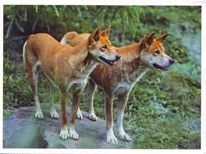 australia--dingoes