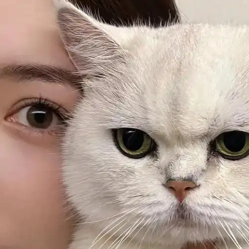 女生头像猫与美女