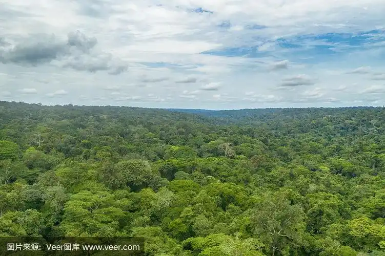 鸟瞰图,无边无际的非洲雨林,刚果盆地