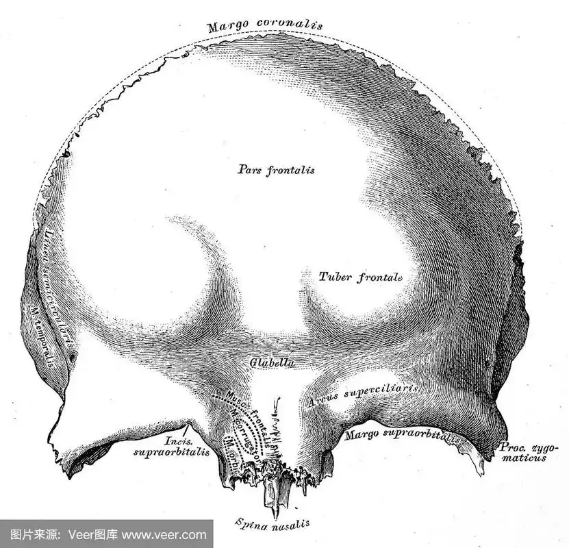 人体解剖学科学例证:额骨