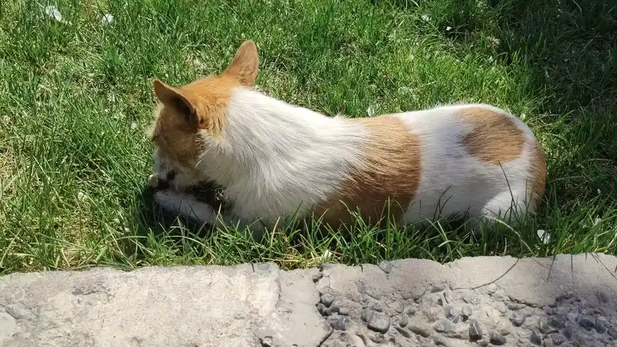 【流浪狗】校园里的常住无尾狗狗