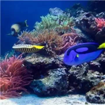 漂亮的珊瑚鱼群,动物头像图片-回车桌面