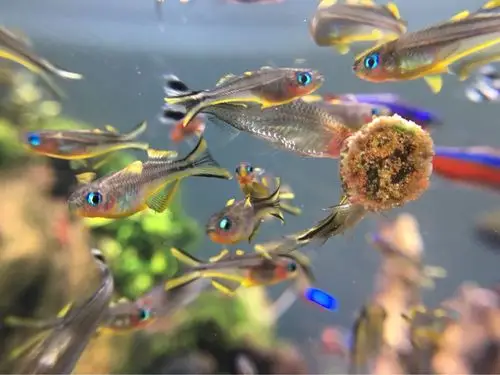 霓虹燕子怎么看公母?能繁殖吗?