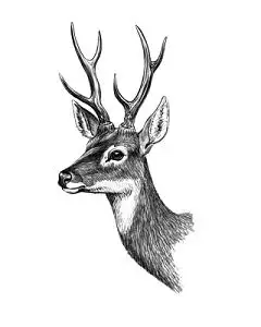 鹿角矢量图图片