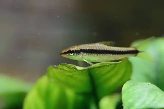 假期野采来的波氏吻虾虎甚是可爱