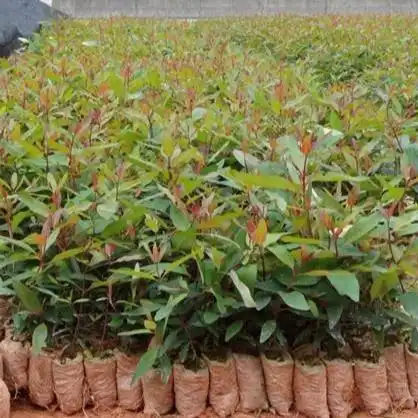 桉树是一种属于桃金娘目,桃金娘科,桉属的植物,其植株一般呈常绿状态