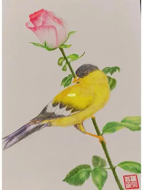 彩铅花鸟