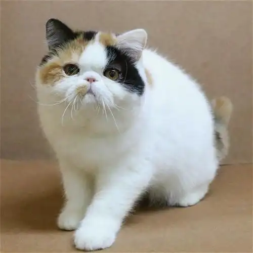 加菲猫/母mm/128天龄/10380700