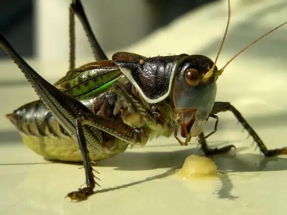 让蝈蝈晚上不叫小方法