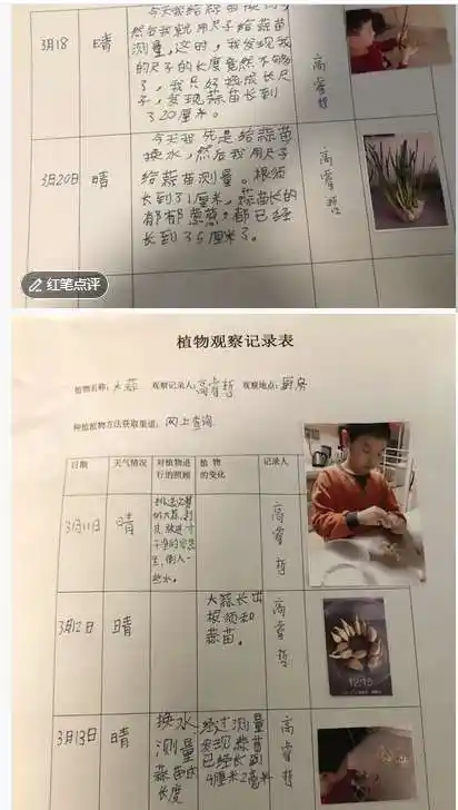 结束后,同学们将自己种植的水培植物做成美食或盆景与家人一起分享