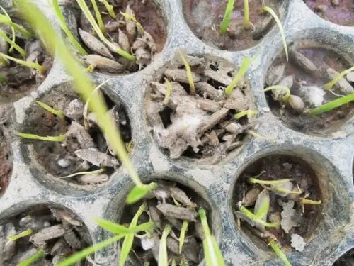 最新拍的水稻绵腐病