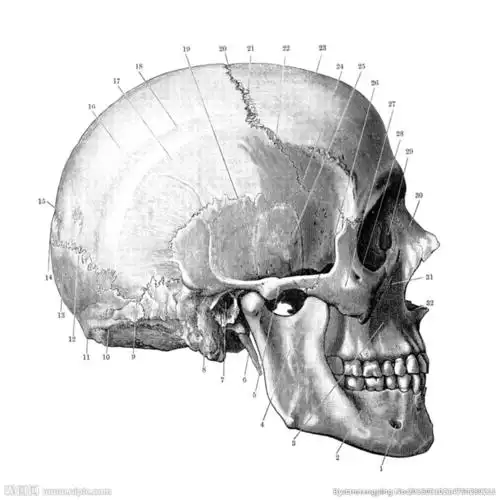 侧面骷颅头