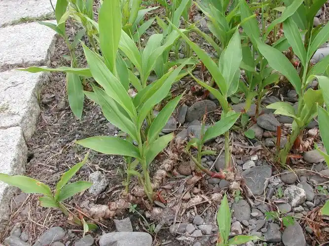 这部份的地下茎称为  根茎
