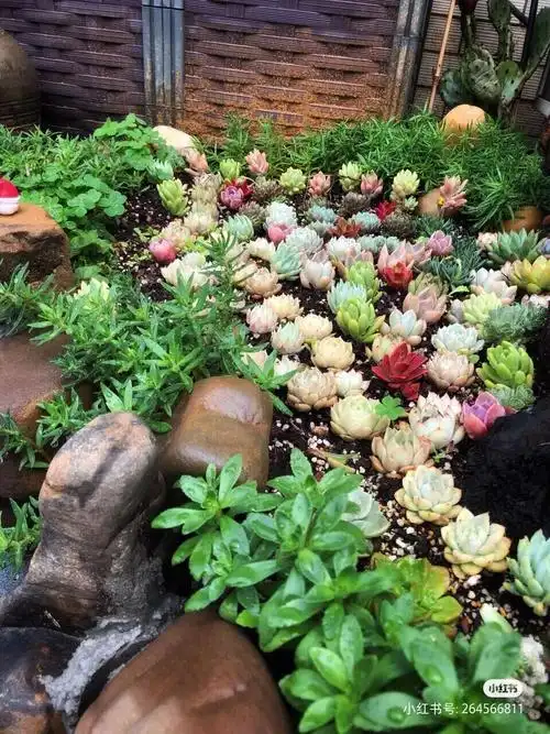 院子三个多肉景观池多肉配货加种植25602.