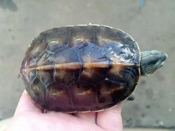 我的新朋友～珍珠龟