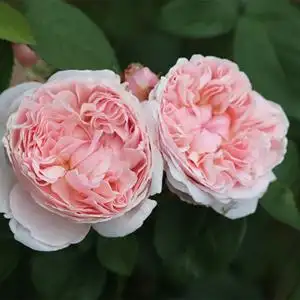 00紫灵220淘宝老园丁月季园 圣斯威辛灌木英国欧月粉色浓香大花月季