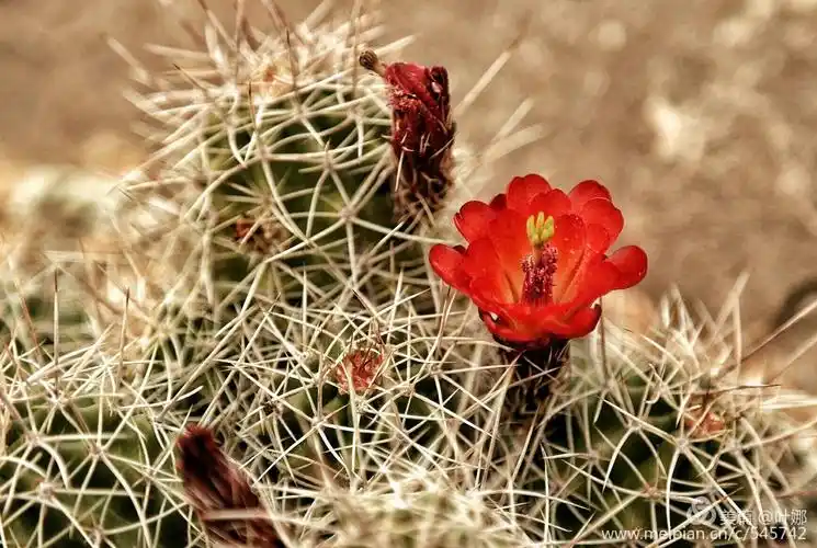 沙漠中盛开的仙人球花.