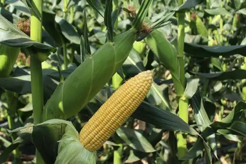 我院强优势甜玉米品种闽甜6855的选育及应用取得新进展