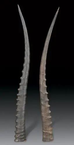 【清 羚羊角 (一对)】拍卖品_图片_价格_鉴赏_工艺品其它_雅昌艺术品