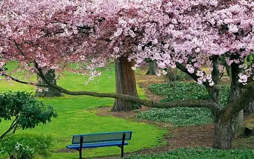 好漂亮的桃花树