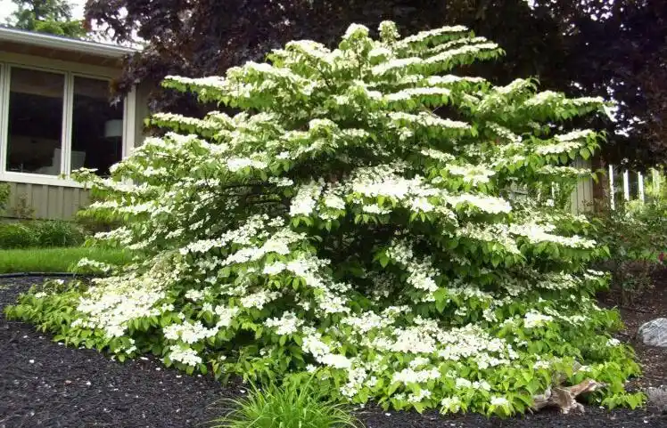 似绣球而非绣球细数五种荚蒾开花美过蝴蝶戏珠