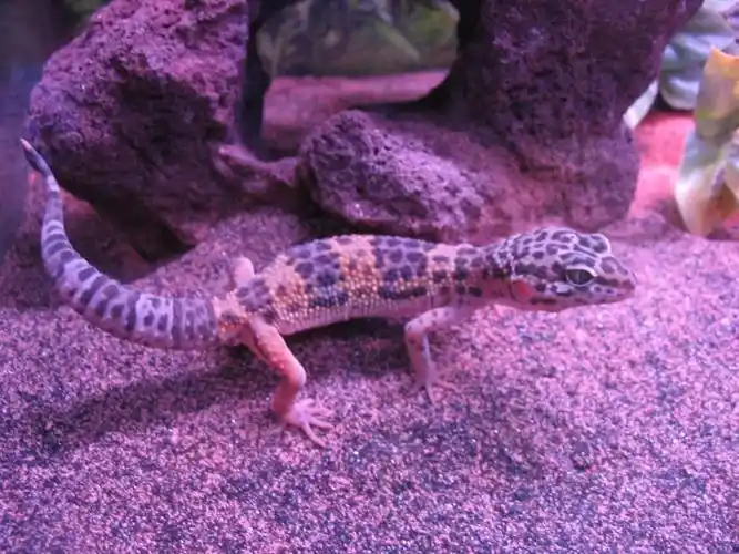 龙年养龙,你真的准备好了吗?