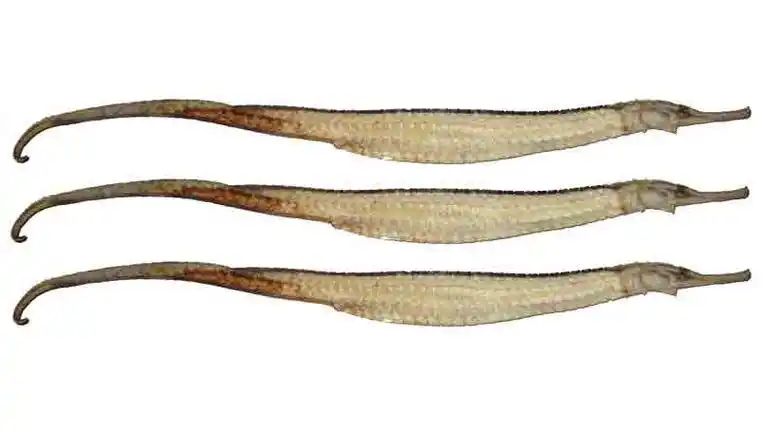 p>拟海龙,又称"棘海龙",为 a href="#" data-lemmaid="2520993">辐鳍