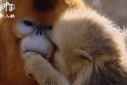 猴子大猴小猴可爱温馨gif动图_动态图_表情包下载_soogif