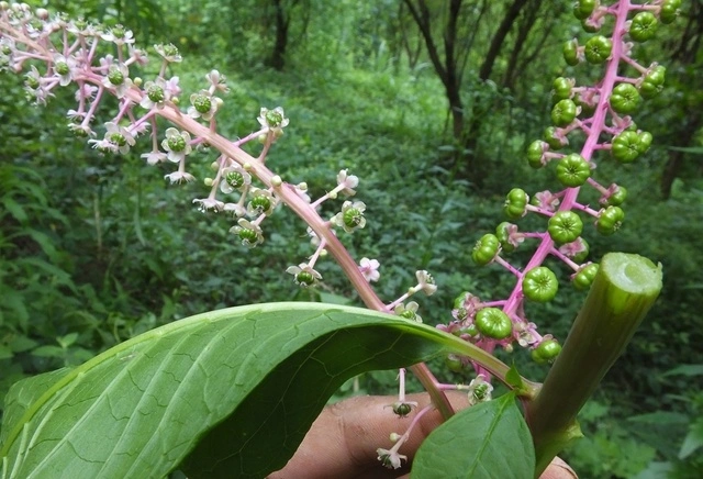山萝卜商陆并非土人参逐水消肿利二便当补药食用中毒
