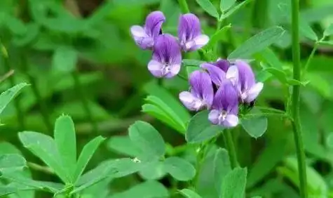 紫花苜蓿的草坪种植与饲养利用|饲料|家畜|牧草|蔬菜|芽菜类|驯养动物