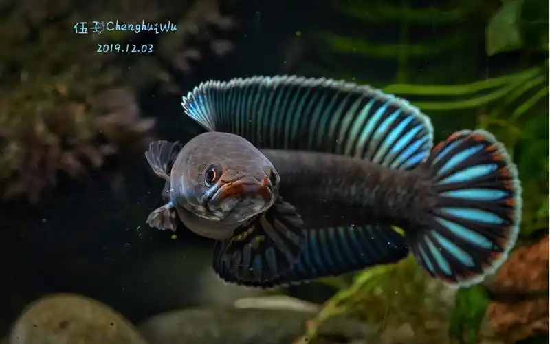 阿萨姆蓝帆七彩雷龙鱼