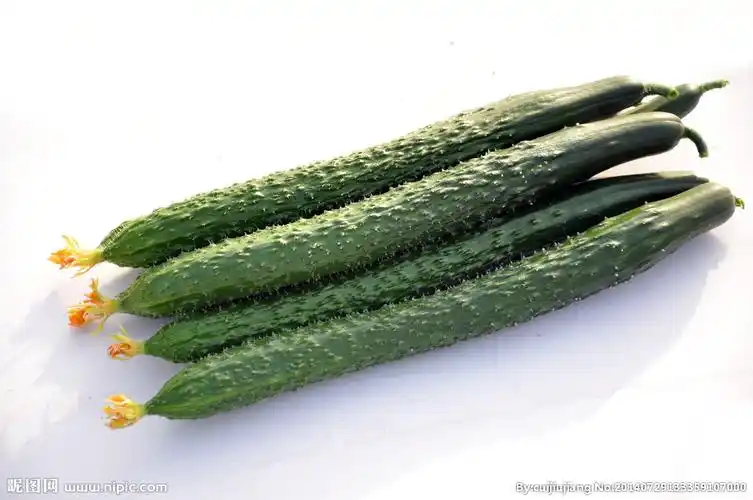 黄瓜图片