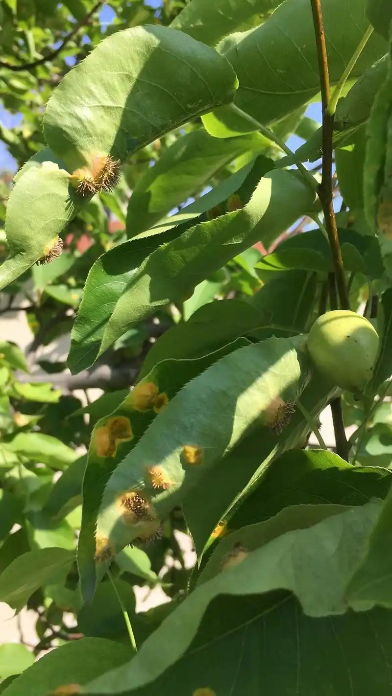 梨锈病的发生与防治