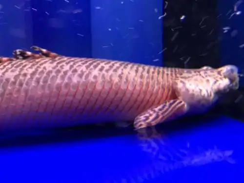 大花恐龙鱼 求助